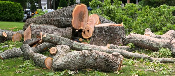 Large Tree Removal in Mansfield