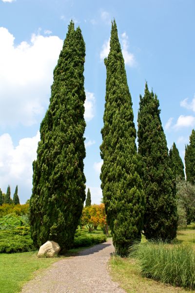 Cypress Tree Removal in Mansfield