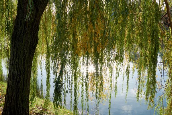 Willow Tree Removal in Mansfield