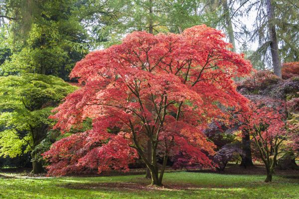 Maple Tree Removal in Mansfield