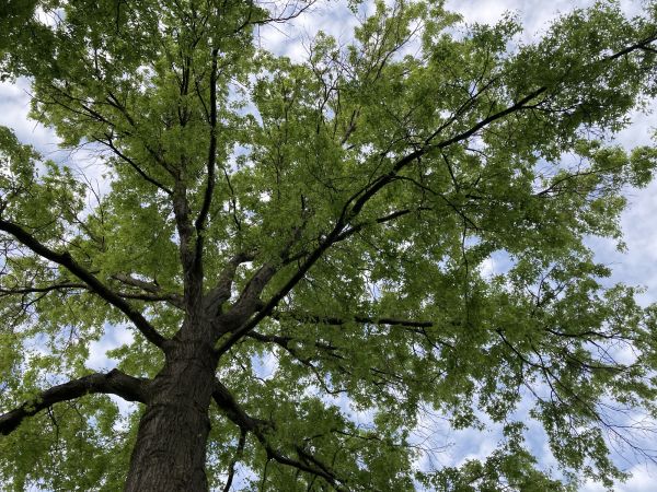 Oak Tree Removal in Mansfield