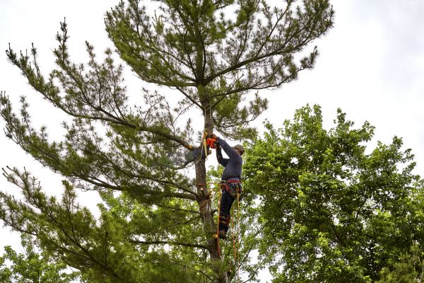 Pine Tree Removal in Mansfield