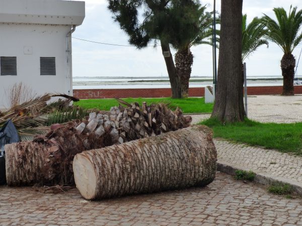 Palm Trees Removal in Mansfield