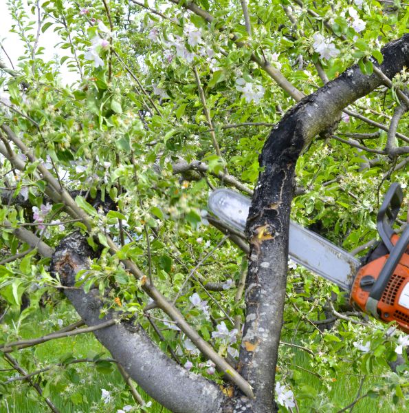 Apple Tree Removal in Mansfield