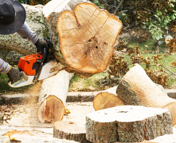 Tree Removal Service in Mansfield