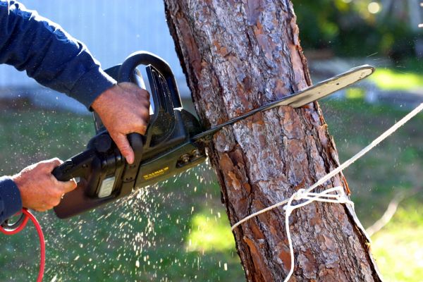 Dead Tree Removal in Mansfield